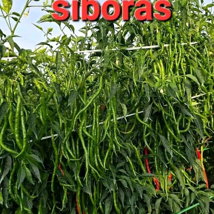 CMK LOKAL SIBORAS 20 GRAM