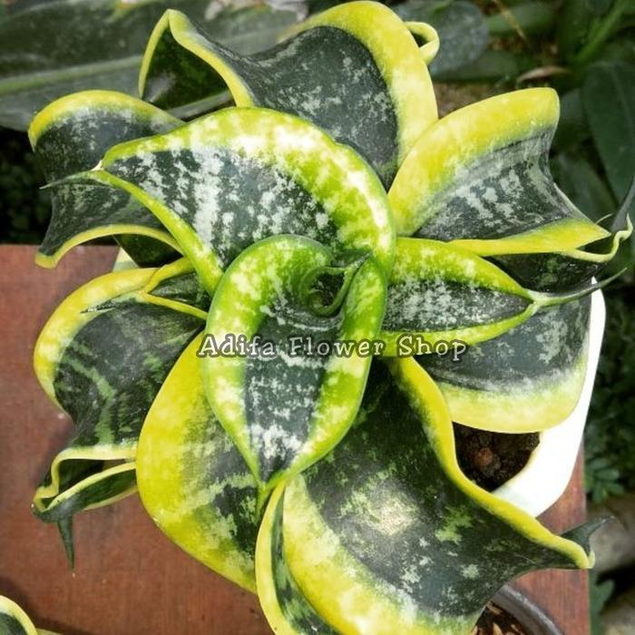 TANAMAN SANSIVERA TWISTER/LIDAH MERTUA TWISTER INC POT PUTIH