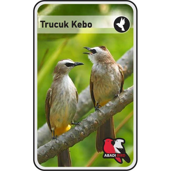 Terlariss BURUNG TRUCUK KEBO TANGERANG