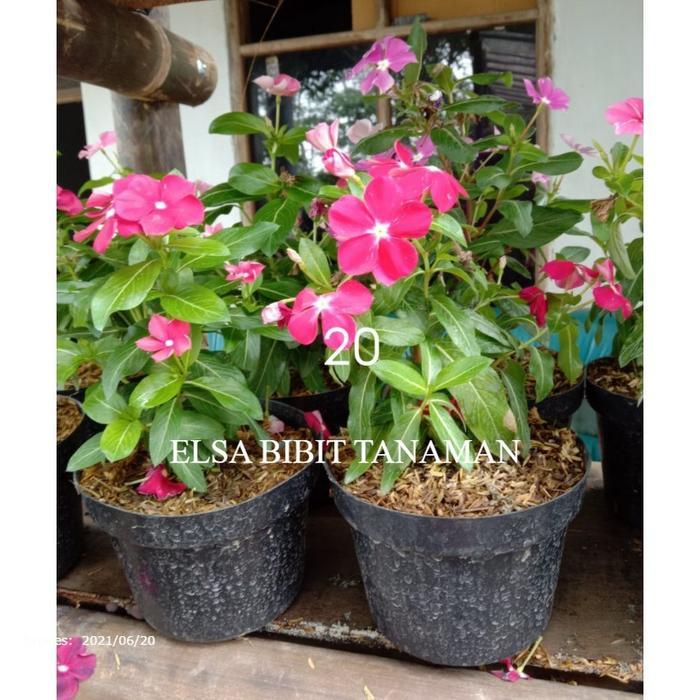 BIBIT BUNGA VINCA BERBUNGA BISA DITARUH POT