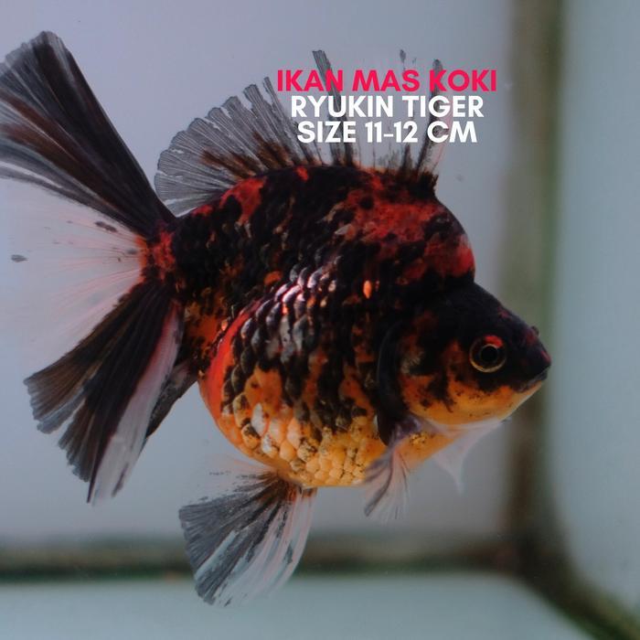 Mas Koki Ryukin Tiger Long Tail Tiger Size 9-11 Cm Punuk Onta Terbaru 