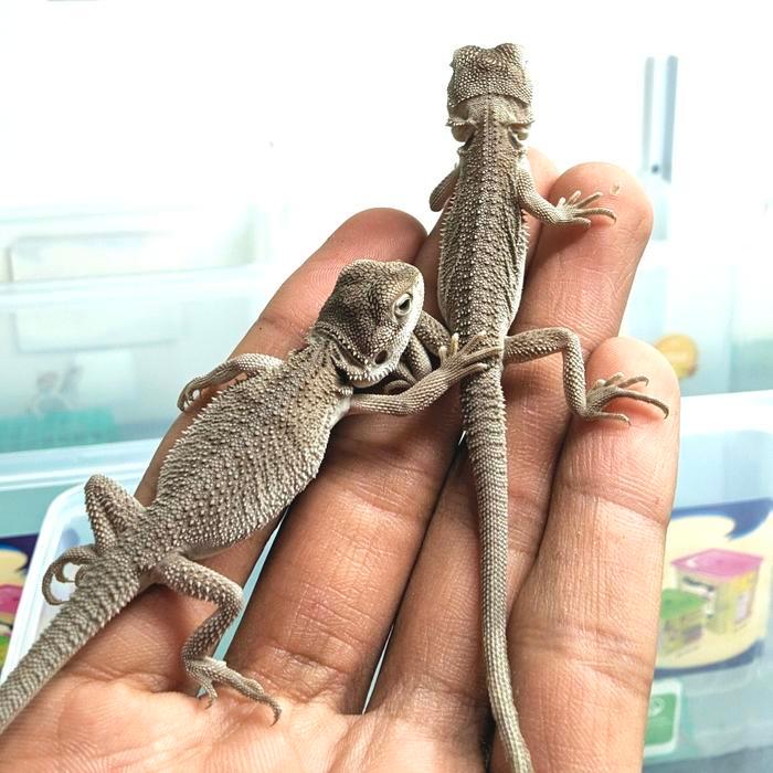 Ready SJ Bearded dragon zero baby up