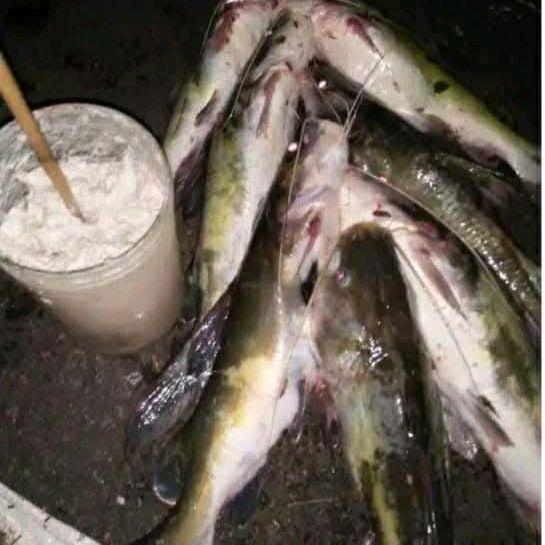 PAKET 1 KG UMPAN KUCUR JITU / UMPAN KUCUR SPECIAL IKAN BAUNG / AMPAN KUCUR PUTIH / UMPAN KUCUR GACOR