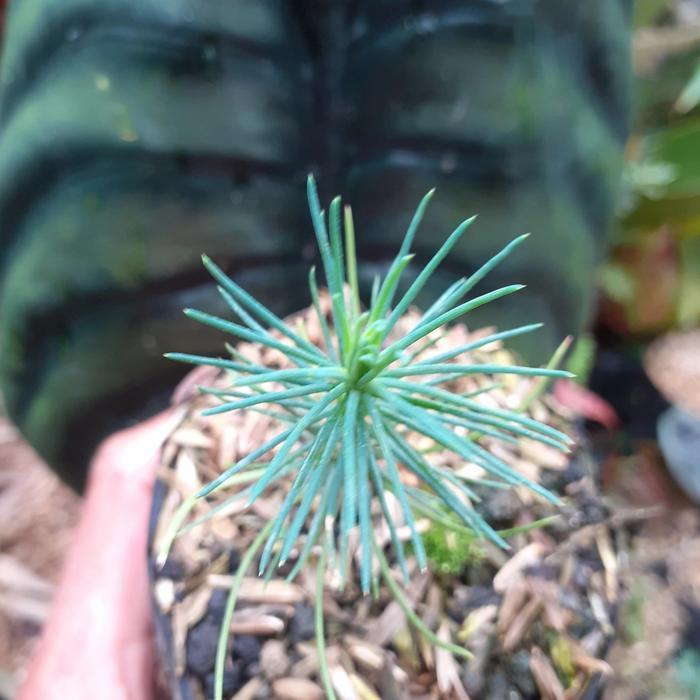 Japanese Black Pine Bonsai Terbatas