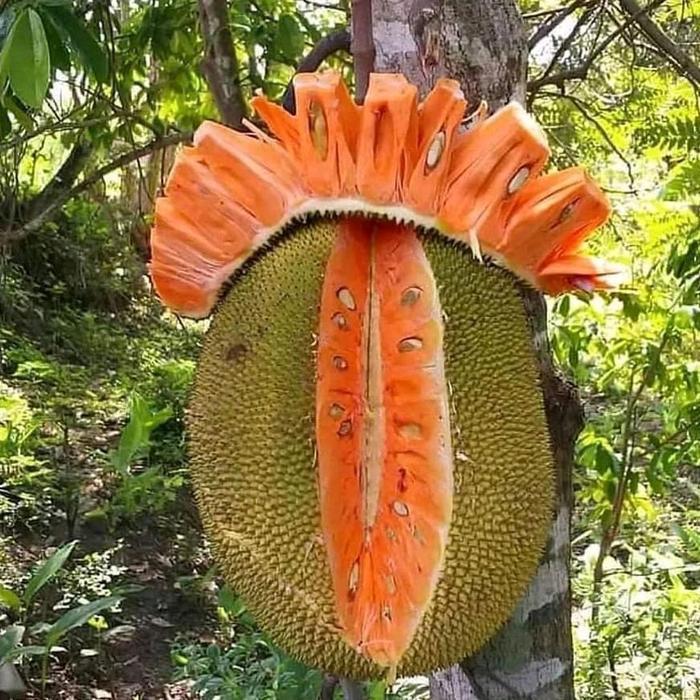 Benih( Bbt) Nangka Madu Merah Super