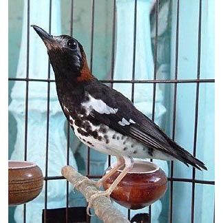 33og- Vit Joss Vitamin Breeding/Ternak Murai Harmoni Alam 30 Ml