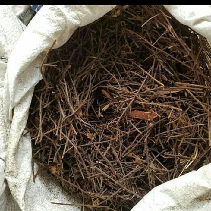Akar Pakis Halus Karungan