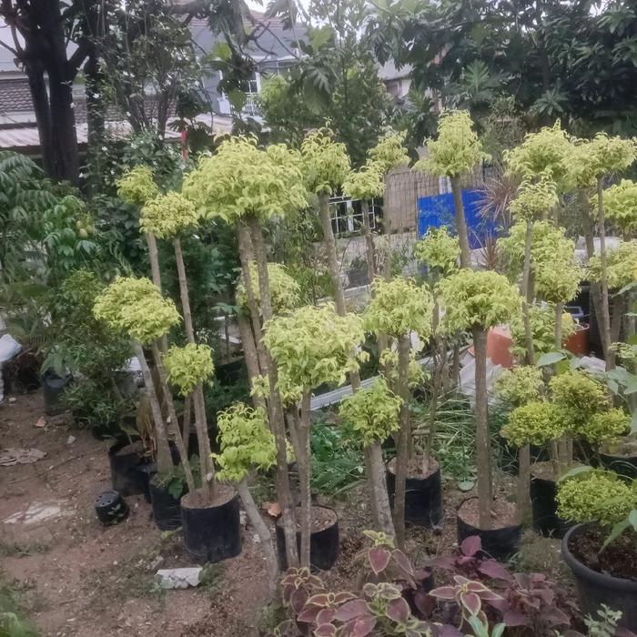 TANAMAN POHON BONSAI ANTING PUTRI /POHON BONSAI ANTING PUTRI