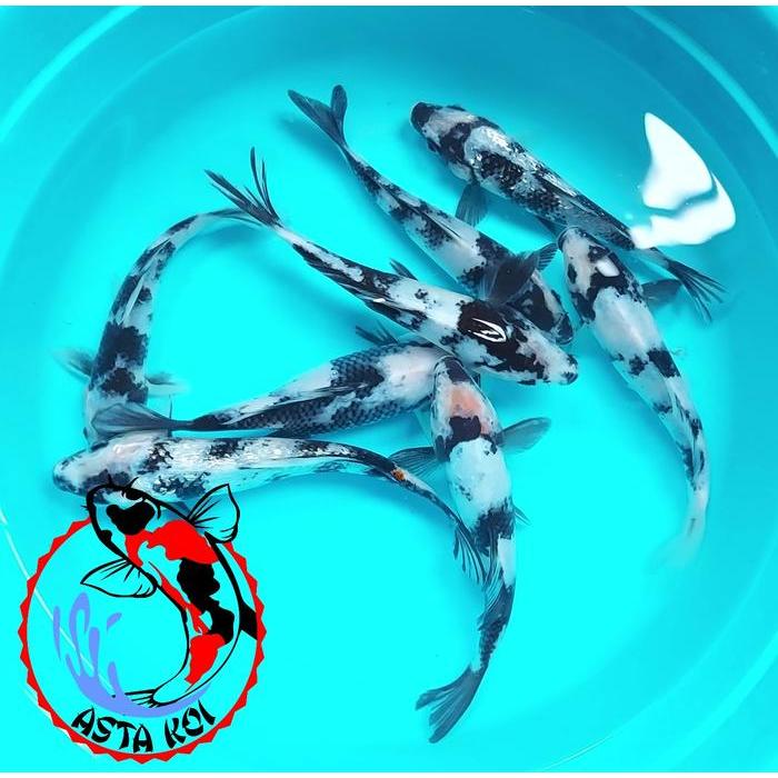 Ikan Koi Shiro #Gratisongkir