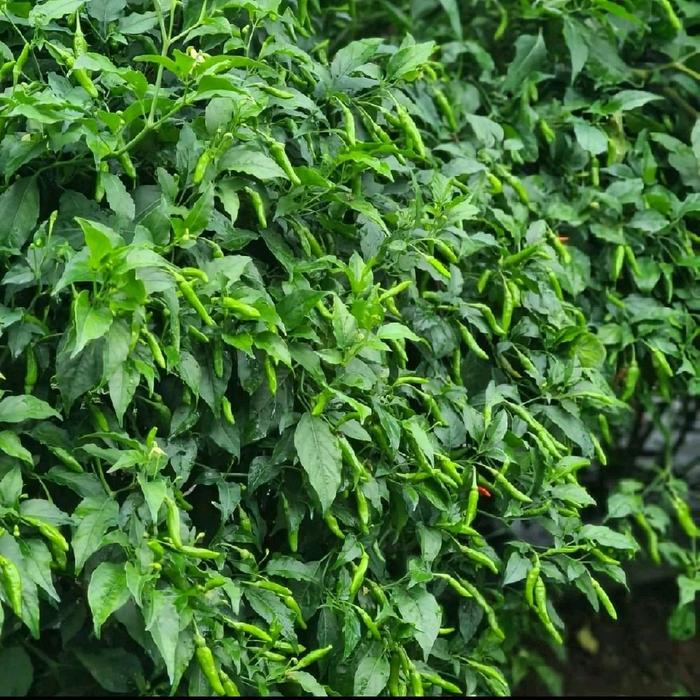 rawit hijau siramos 20 gram