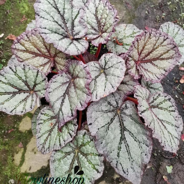 tanaman hias begonia silver ice remaja