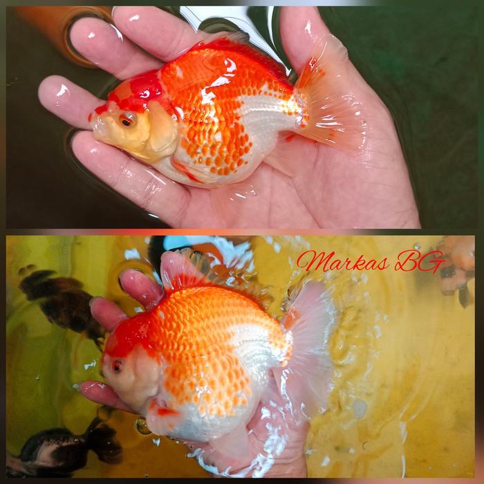 Pelet Koki Bg Food / Goldfish Food 250Gr