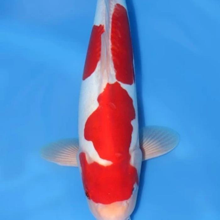 Ikan Koi Kohaku Sisik Doitsu Size 25-30Cm Hiasan Aquarium Kolam Terbaru 
