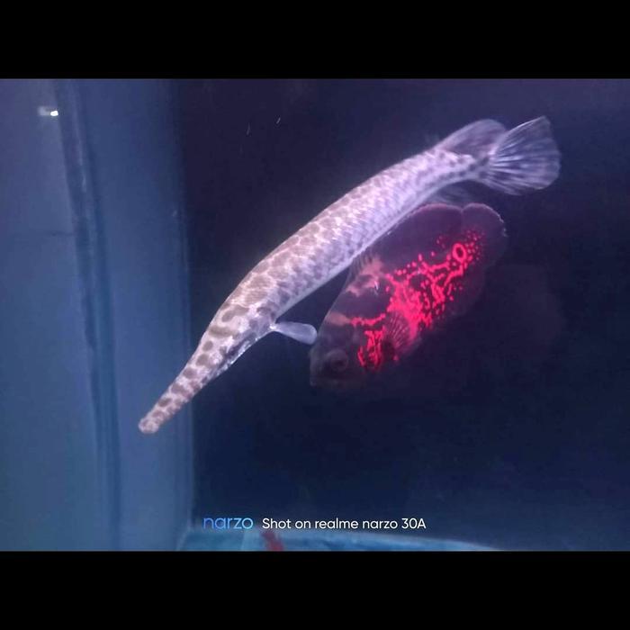 Ikan Aligator Florida Gar 21-23Cm Terbaru 