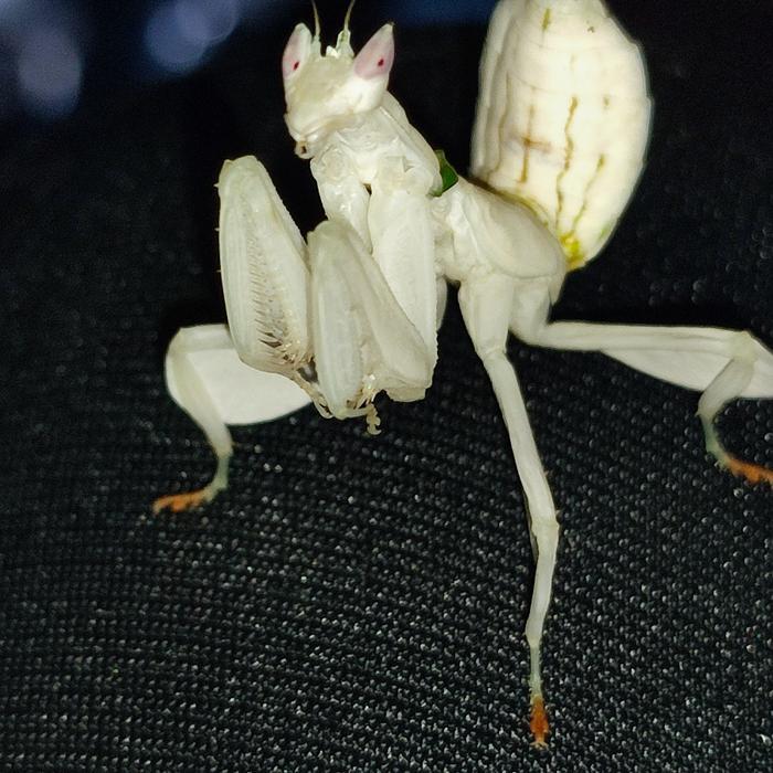 Ready orchid mantis/cancorang anggrek