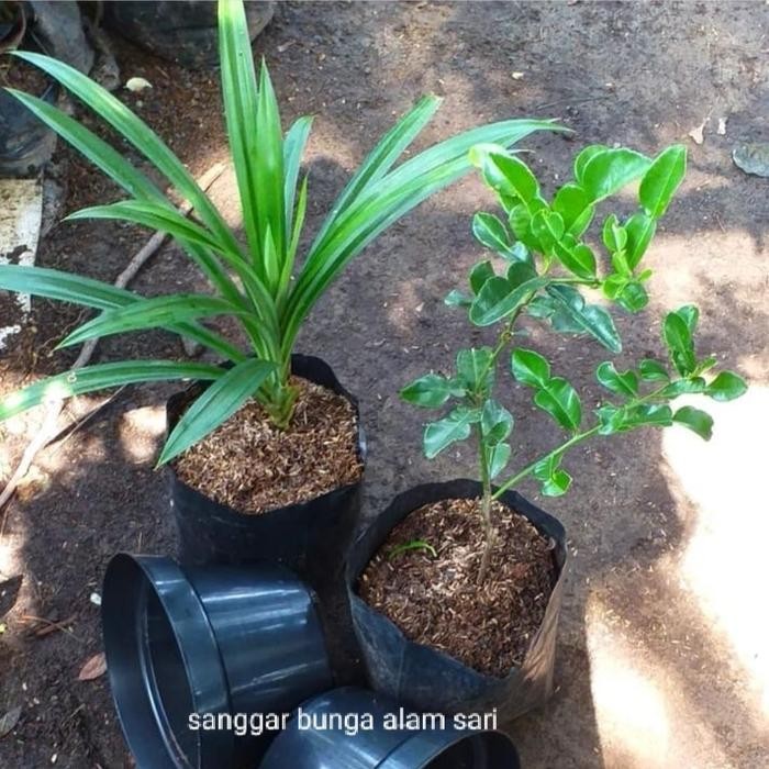 

TANAMAN 2 PAKET BUMBU DAPUR JERUK PURUT DAN PANDAN PLUS POT best seller