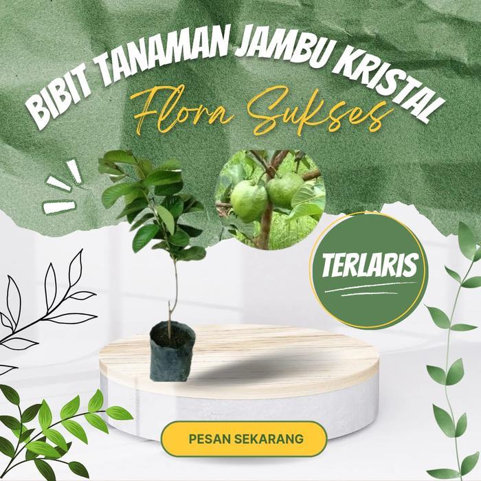 Bibit Tanaman Pohon Jambu Kristal Bibit Jambu Kristal Putih