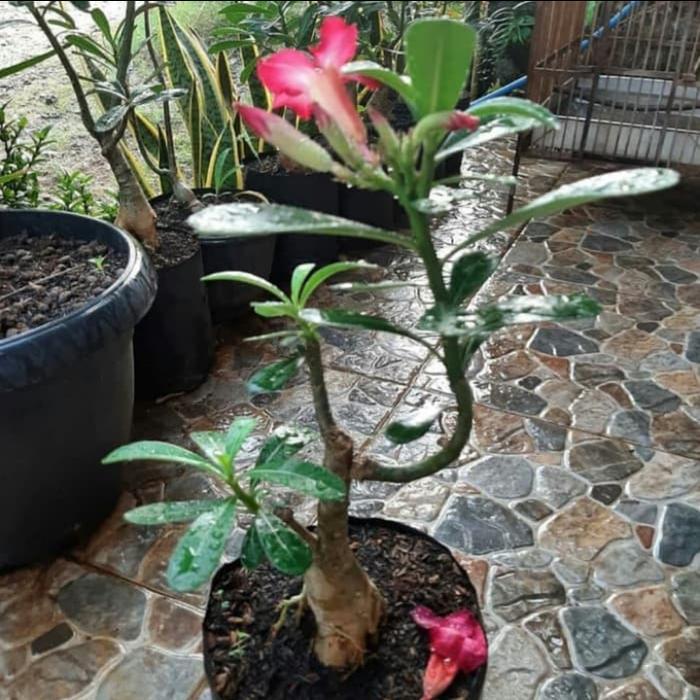 Pohon Kamboja Jepang Pink & Ungu - Kamboja Jepang