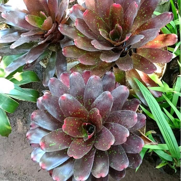 tanaman hias bromelia mawar jumbo