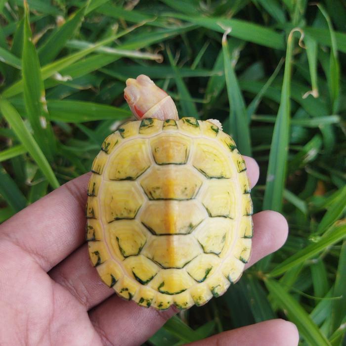 REDAY Terlaris Kura Brazil Res Albino 6,5 cm Promo Murah