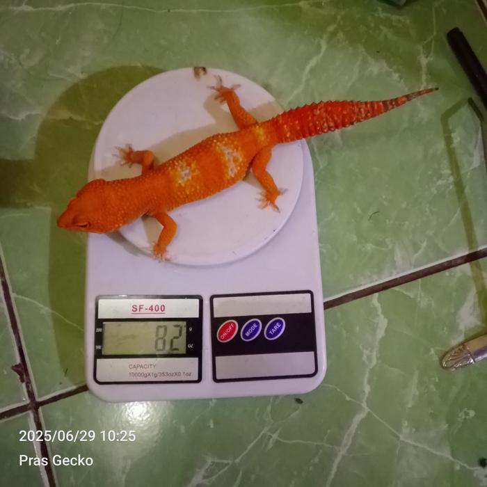 REDAY Terlaris TL Super Giant A762 Leopard gecko Promo Murah