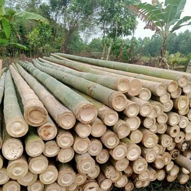 Promo Bambu Esteger Diameter Campur 6,7,8 Panjang 6 Meter ( Isi 100 Batang ) Original