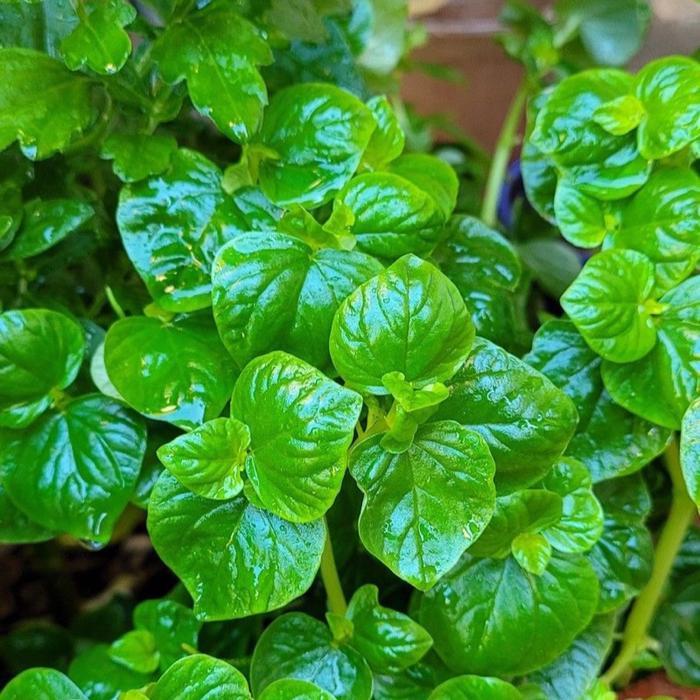 Daun sirih cina per 1 ikat memiliki manfaat seperti abses, bisul, asam urat, radang kulit, penyakit