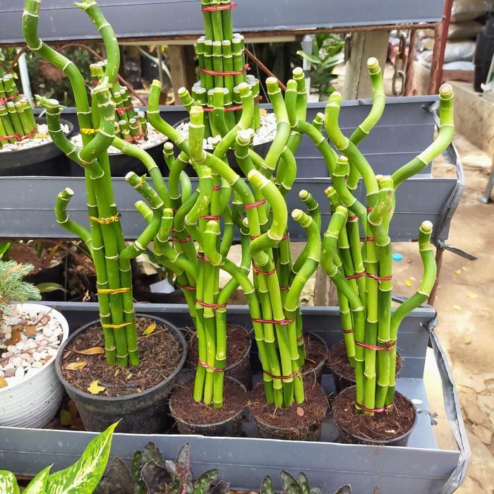 Tanaman Bambu Air/Bambu Hoki/Sri Rezeki/ Bambu Cina/Tanaman Indor Terlaris