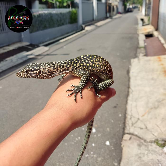 Ready BS varanus doreanus / varanus doreanus jayapura orange phase