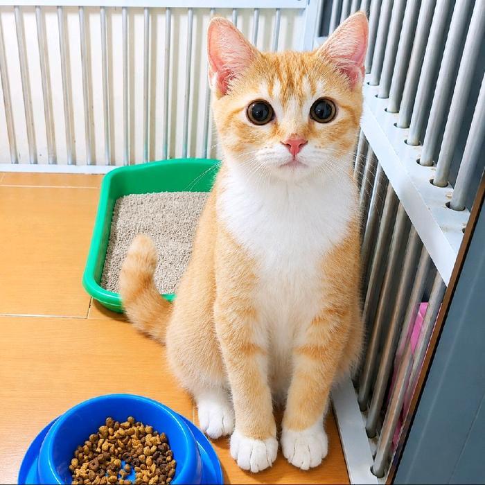 Kucing Jantan Scottish Straight Ada 2 Pilihan