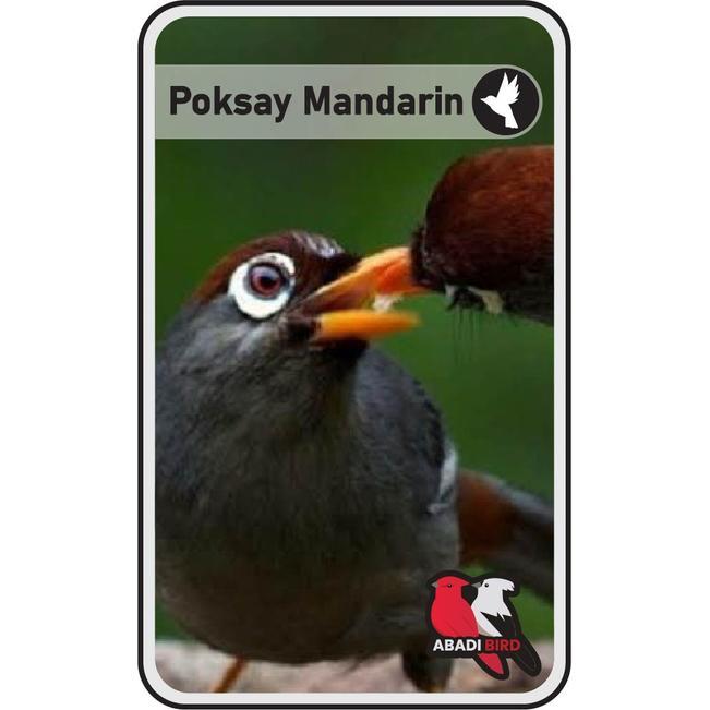 Terlariss BURUNG POKSAY MANDARIN CIBINONG