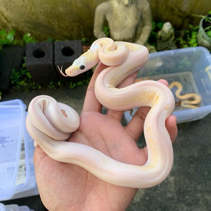 Ready Stock Retic / retic ivory / retic ivory het albino / reticulatus / python / retic putih /