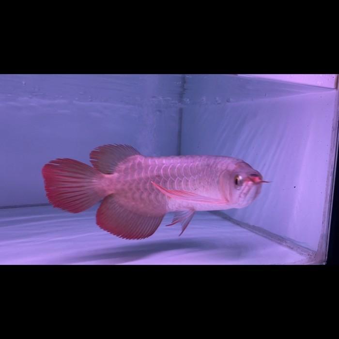 Ikan Arwana Super Red Terbaru 