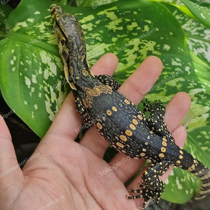 Ready varanus salvator jawa bumiayu type motif pilihan