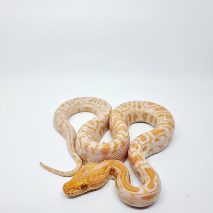 READY GE molab molu albino