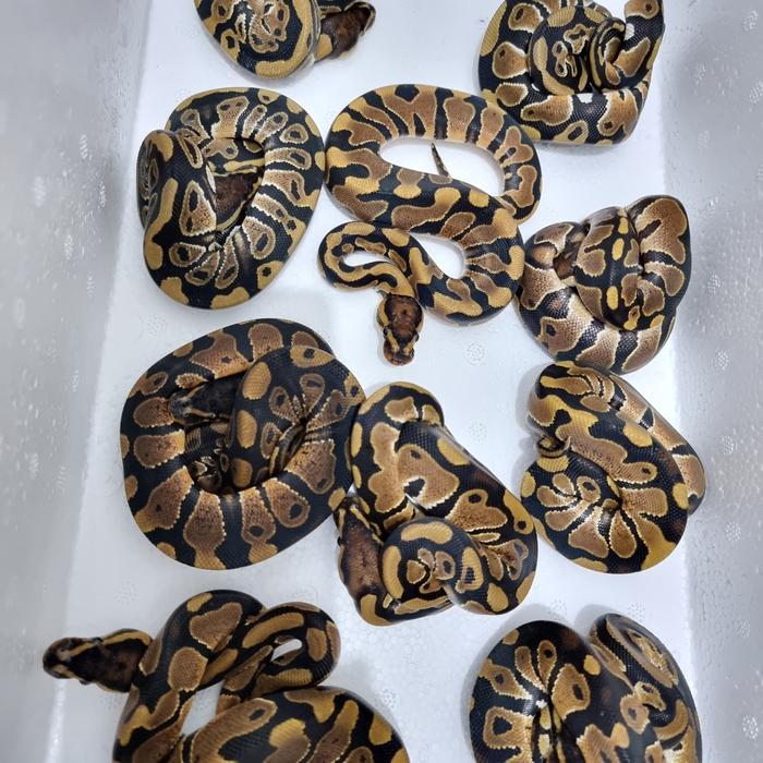READY GE ball python