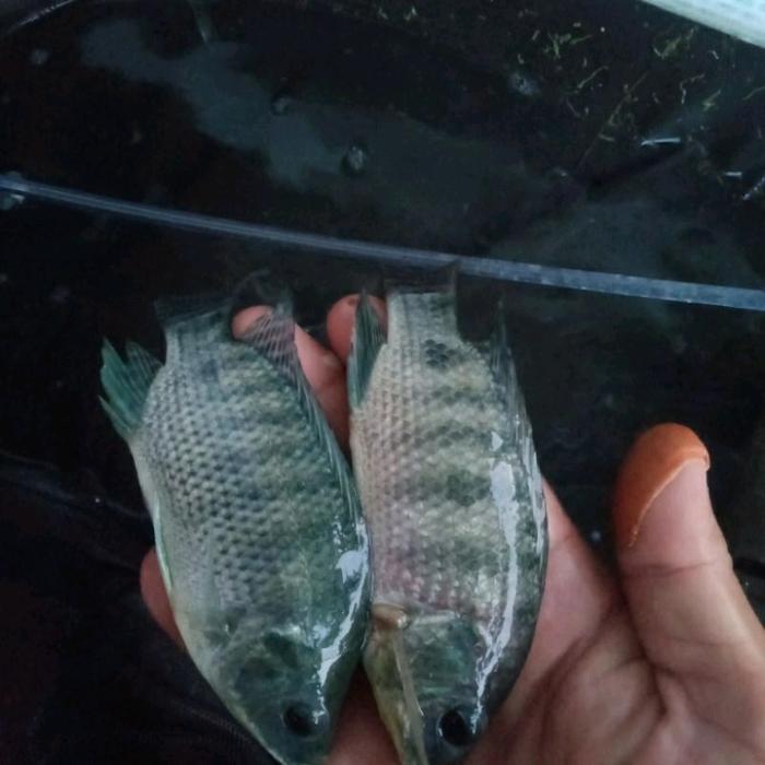 Ready bibit ikan nila kekar