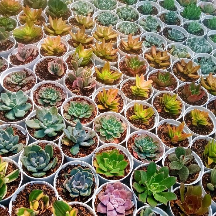 Kaktus dan sukulen murah Tanaman hias - Dekorasi kamar A10 tanaman saja