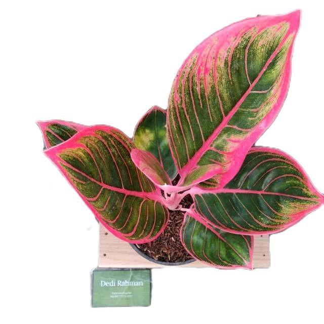 aglonema khanza - tanamanhias aglonema khanza - tanaman aglonema Hijau