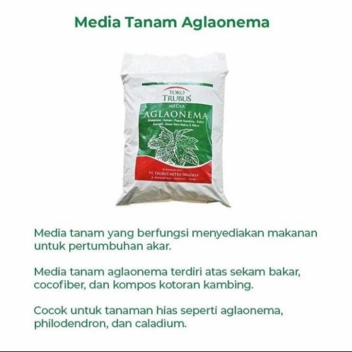 Media Tanam Aglonema Trubus Siap Pakai