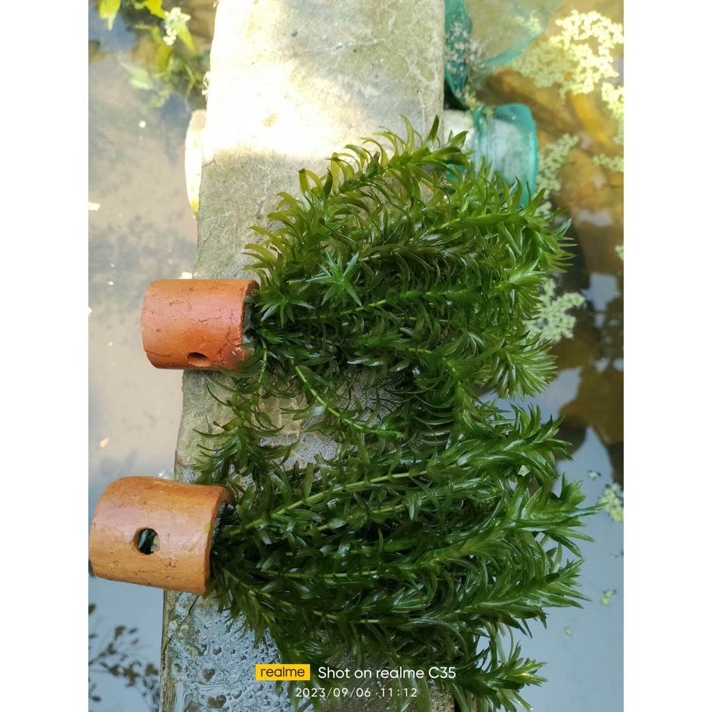 tanaman air aquascape densa per pot tanaman asli bukan tanaman plastik hiasan aquarium