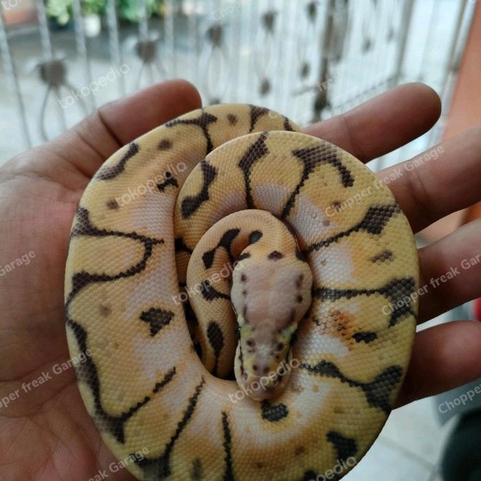 REDAY Terlaris Ball python bumble bee / ballpython female / ball phyton betina Promo Murah