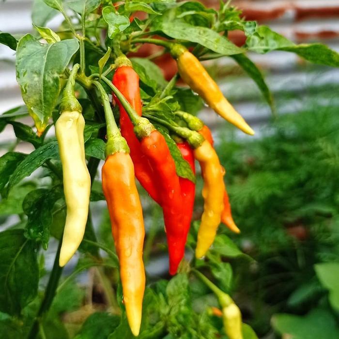 Terbaru Benih Bibit Cabai Rawit Shypoon Cabe Bergerombol Shypoon