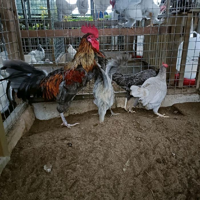 Ayam Joper Dewasa - Ayam Joper Dewasa untuk Peternakan dan Kebun Anda