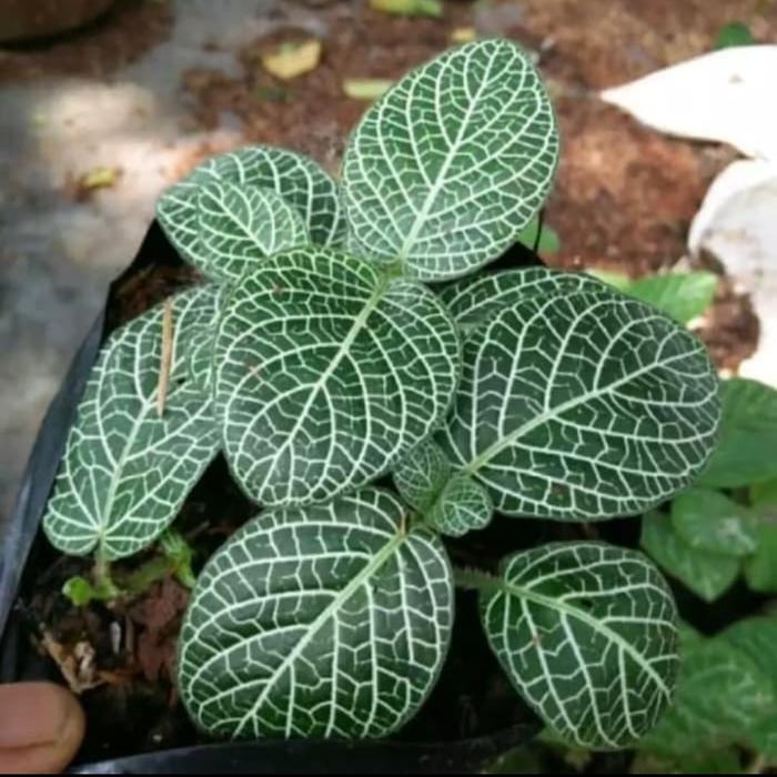 tanaman hias gantung fittonia episcia mutiara - episcia mutiarabeludru