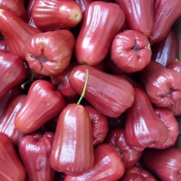 Buah Jambu Citra 1Kg - Buah Segar dan Lezat untuk Camilan Sehat
