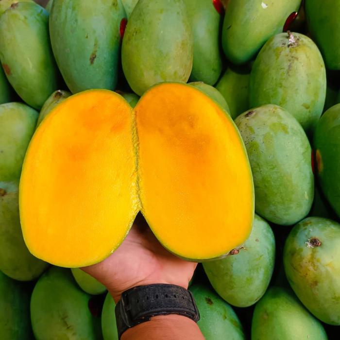Mangga harum manis mangga harum manis super mangga arum manis