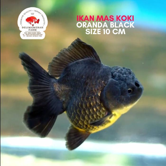 Ikan Mas Koki Oranda Black Godzila Size 10-11 Cm Terbaru 