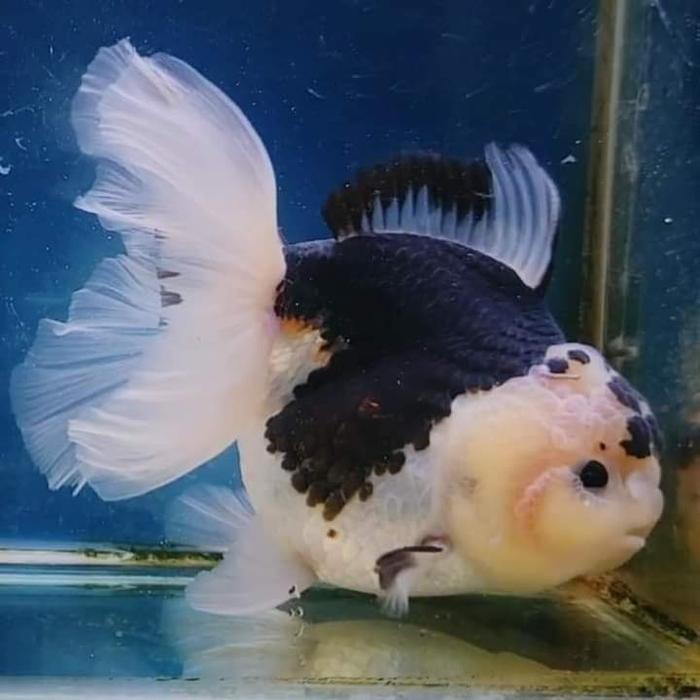 Ikan Koki Panda White Black Size 11-12Cm Terbaru 