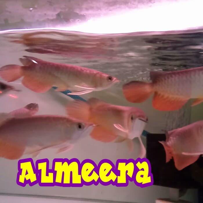 Arwana Arowana Golden Red Rtg Highback Terbaru 